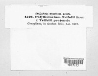 Polythrincium trifolii image